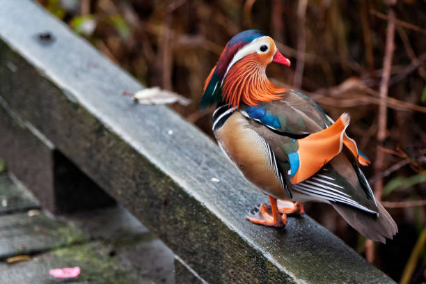 istock Mandarin duck or Aix galericulata, Vancouver, Canada 1196105817
