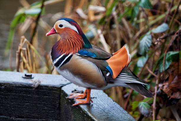 istock Mandarin duck or Aix galericulata, Vancouver, Canada 1196105823