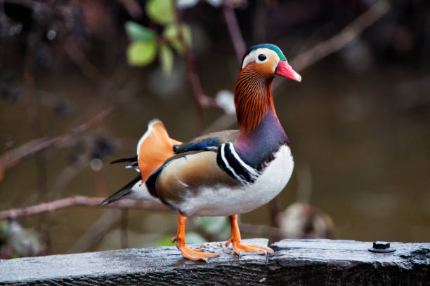 istock Mandarin duck or Aix galericulata, Vancouver, Canada 1196105824