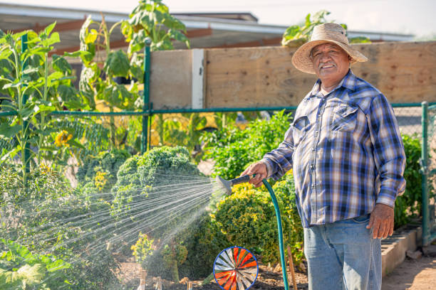 homme hispanique utilisant la récolte d'arrosage de chapeau dans un jardin communautaire - 2548 photos et images de collection