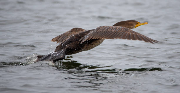 istock Cormorant in the Topsail Sound 1196106863