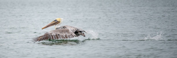 istock Shorebirds in the Topsail Sound 1196106884