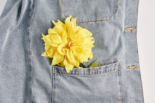 beautiful yellow Dahlia flower in jeans pocket. view from top, flat lay