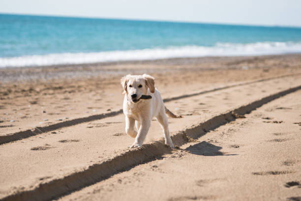 istock Golden retriever puppy playing at the beach 1196109090