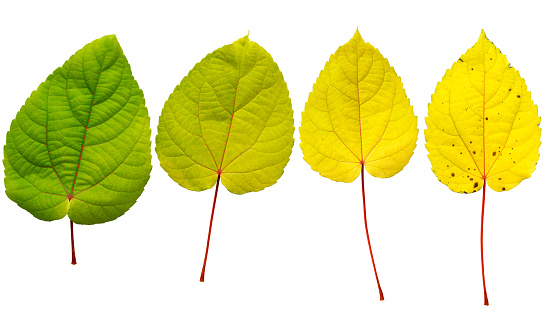 Isolated shot of four fallen leaves collection on white background.