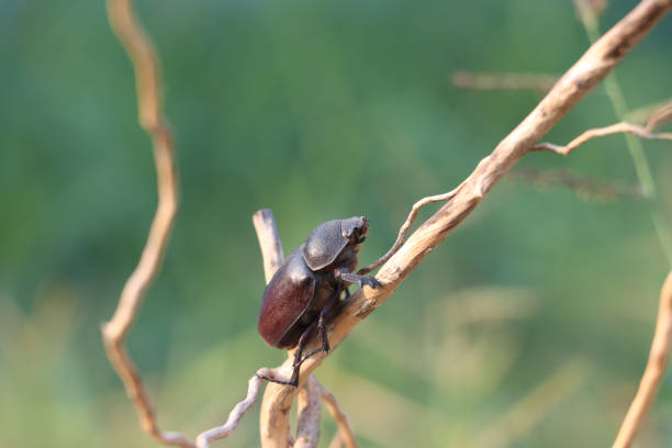 istock Black beetle insect perched on a dry branch with green nature background. 1196110412