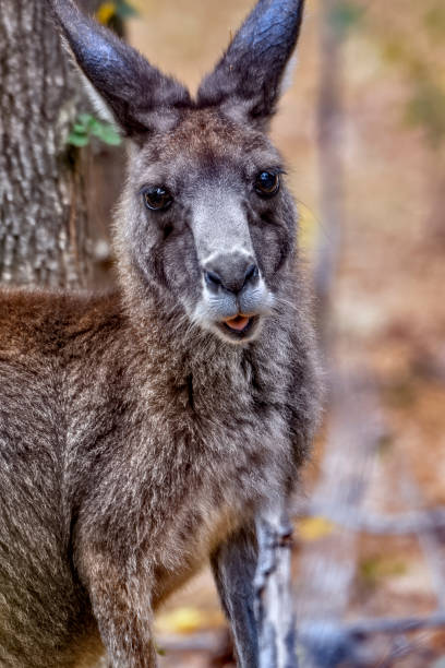 istock Grey Kangaroo in the bushland 1196111838