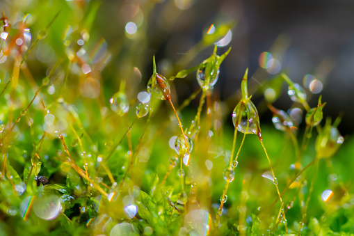 Beautiful group of moss with water drop (selective focus)