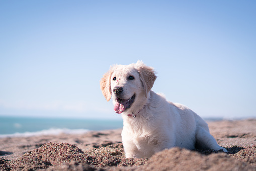 Happy puppy dog Digging in Sand