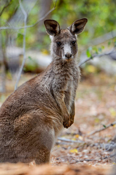 istock Grey Kangaroo Joey in the bushland 1196112475