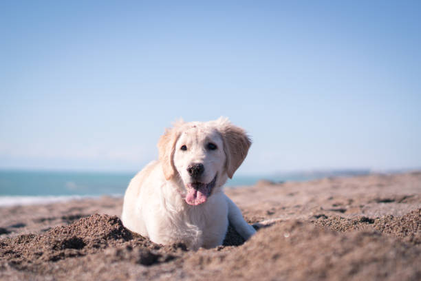 istock Happy puppy dog Digging in Sand 1196112543