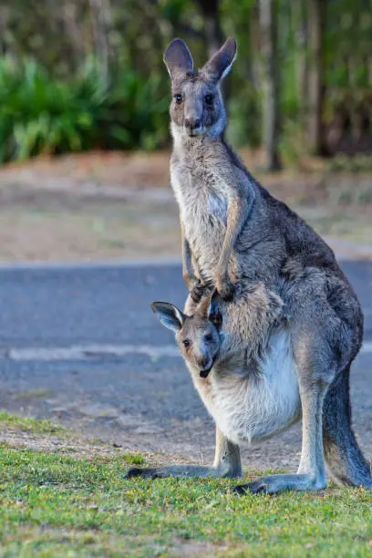 Eastern Grey Kangaroo mother(Macropus giganteus) with a joey
