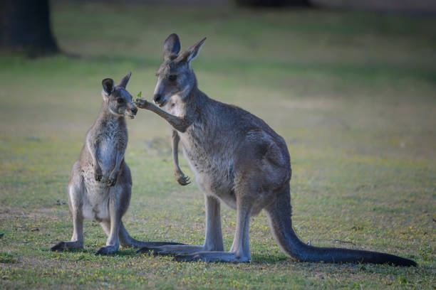 istock Eastern Grey Kangaroo and joey 1196112622