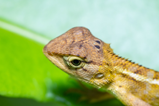 Beautiful Brown Chameleon Stock Photo - Download Image Now - Animal, Animal  Body Part, Animal Eye - iStock