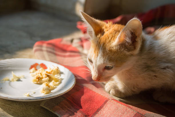 istock Cute Domestic Pet Kitten Sitting On Ground 1196114132