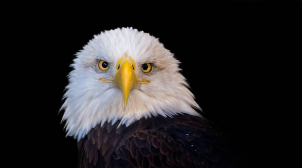 istock american bald eagle portrait headshot with black background 1196114643