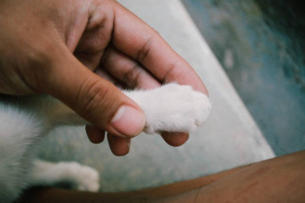 istock cute orange white kitten love to play with human 1196117032