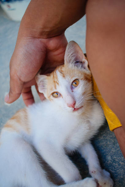 istock cute orange white kitten love to play with human 1196117649