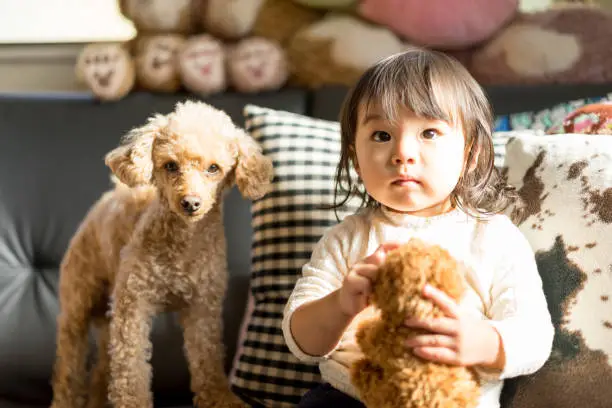 Children, stuffed animals, pets (dogs) image.