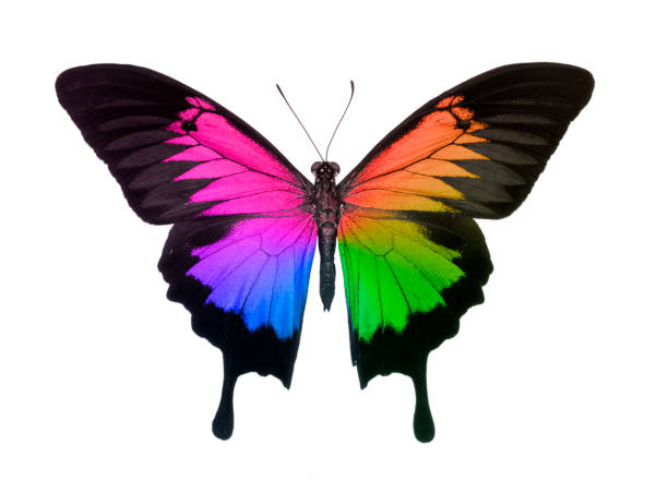 morpho schmetterling in regenbogen farben isoliert auf weiß - artificial wing fotos stock-fotos und bilder