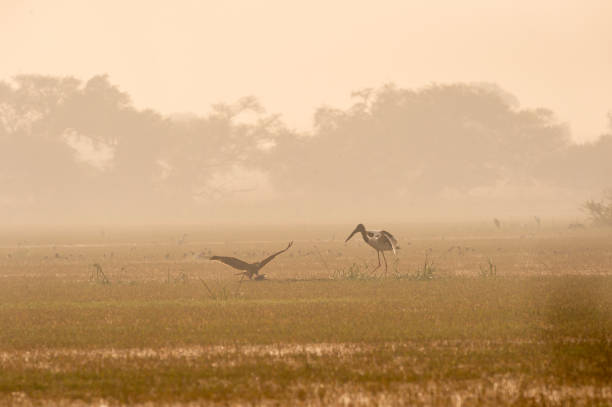 istock fight between two migratory predators over prey . Steppe Eagle snatched a kill of eurasian coot bird from Black necked Stork in hazy misty beautiful morning of keoladeo national park, bharatpur, india 1196118768