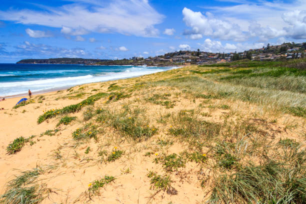 istock Sand dunes on the beach at Curl Curl 1196120018
