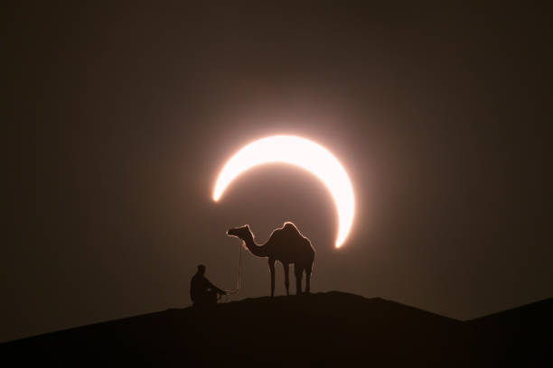 Annular solar eclipse with a silhouette of a camel. Annual solar eclipse in desert with a silhouette of a dromedary camel. Liwa desert, Abu Dhabi, United Arab Emirates. crescent photos stock pictures, royalty-free photos & images