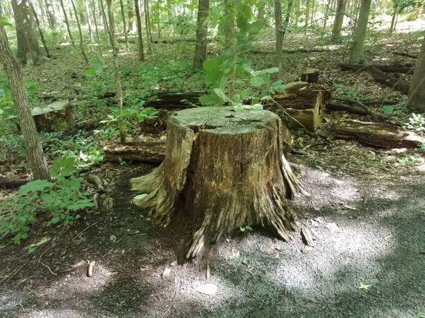 istock tree stump with trees and gravel in forest 1196120839