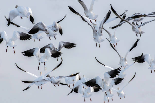istock Close to the Grinding Snow Geese 1196122265