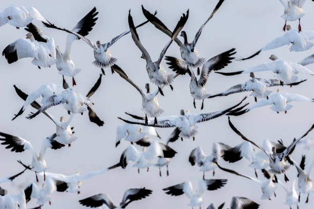 istock Close to the Grinding Geese 1196122270