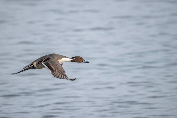 istock Water and Pintail Duck 1196122293