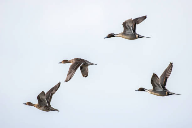 istock Flock of Pintails 1196122314