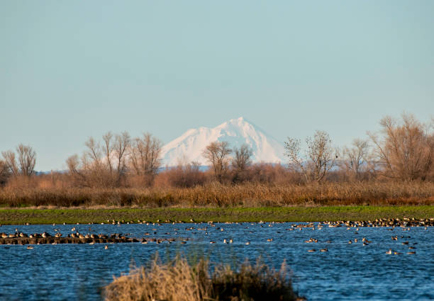 istock California's Mt. Shasta from the Rice Fields 1196122371
