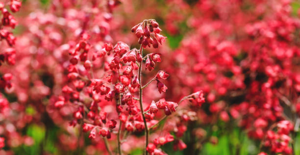 Blooming red coral bells. Beautiful landscape with colorful burgundy flowers. Amazing field of spring or summer plants in blossoming period. Close up picture of flowering plant in the  garden. stock photo