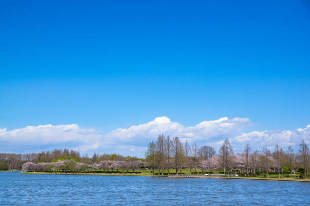 istock Spring Pink Cherry Blossoms in the park 1196124529