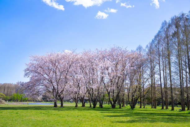 istock Spring Pink Cherry Blossoms in the park 1196124581