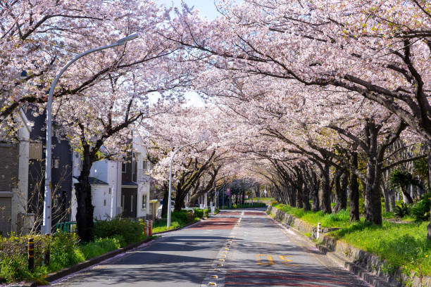 istock Spring Pink Cherry Blossoms in the park 1196124597