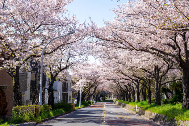 istock Spring Pink Cherry Blossoms in the park 1196124603