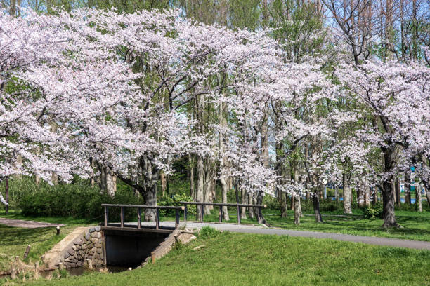 istock Spring Pink Cherry Blossoms in the park 1196124627