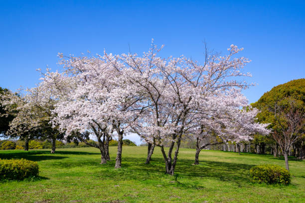 istock Spring Pink Cherry Blossoms in the park 1196124630