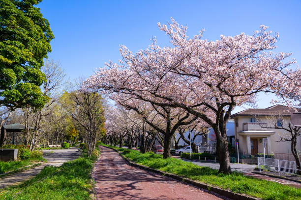 istock Spring Pink Cherry Blossoms in the park 1196124632