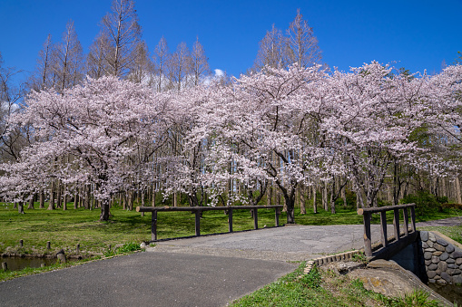 A blooming cherry tree in the tea garden