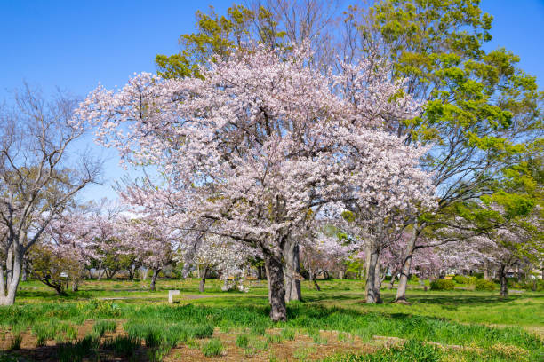 istock Spring Pink Cherry Blossoms in the park 1196124634