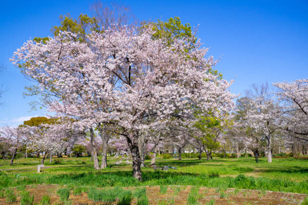 istock Spring Pink Cherry Blossoms in the park 1196124636