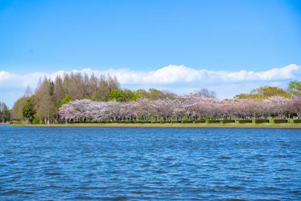 istock Spring Pink Cherry Blossoms in the park 1196124642