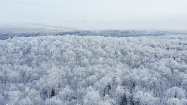 4K Aerial Video View of Boreal Nature Forest in Winter After Snowstorm, Quebec, Canada
