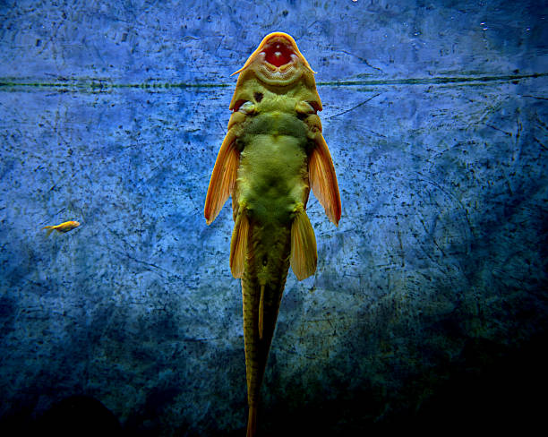 suckermouth catfish, common pleco or Hypostomus plecostomus close up view. suckermouth catfish, common pleco or Hypostomus plecostomus close up view. hypostomus plecostomus stock pictures, royalty-free photos & images
