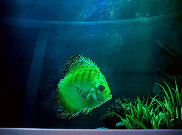 Blue discus, brown discus or red discus fish is a species of cichlid, also known as symphysodon aequifasciatus. Blue discus, brown discus or red discus fish is a species of cichlid, also known as symphysodon aequifasciatus. discus fish symphysodon stock pictures, royalty-free photos & images