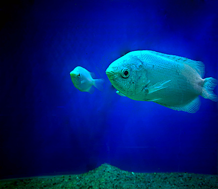 Kissing gourami (Helostoma temminckii), also known as the kissing fish moving in the aquarium