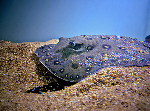 istock ocellate river stingray (Potamotrygon motoro) swimming in aquarium tank. Stingray closeup view. 1196127367